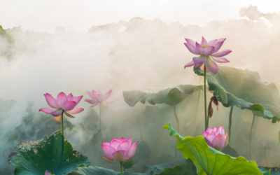 【行事ご案内】大慈山万縁寺——舎利展・全国大朝山 並びに 台湾三十三観音巡礼